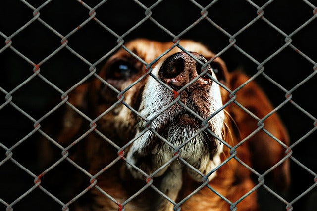 Things To Consider Before Adopting a Rescued Dog