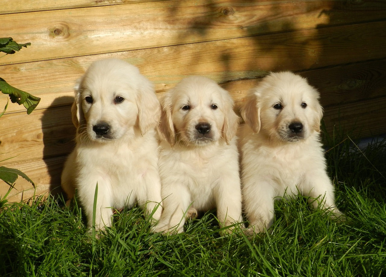 Fun Facts About Golden Retriever