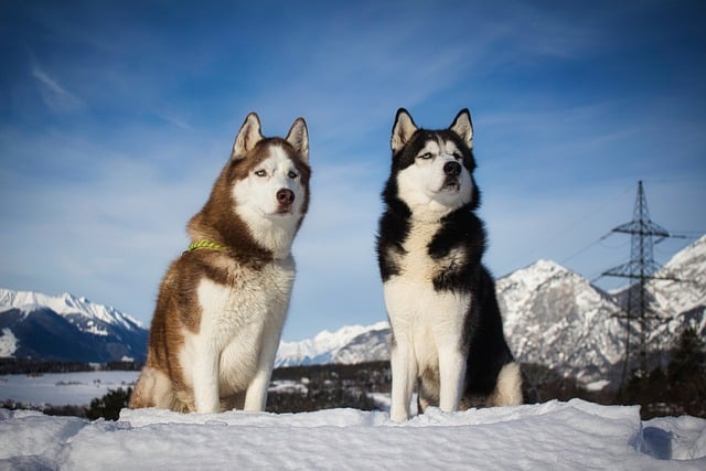 Fun Facts About Huskies