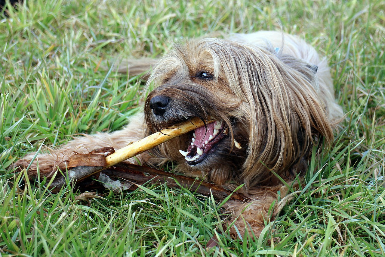 How to Address Dogs' Excessive Chewing