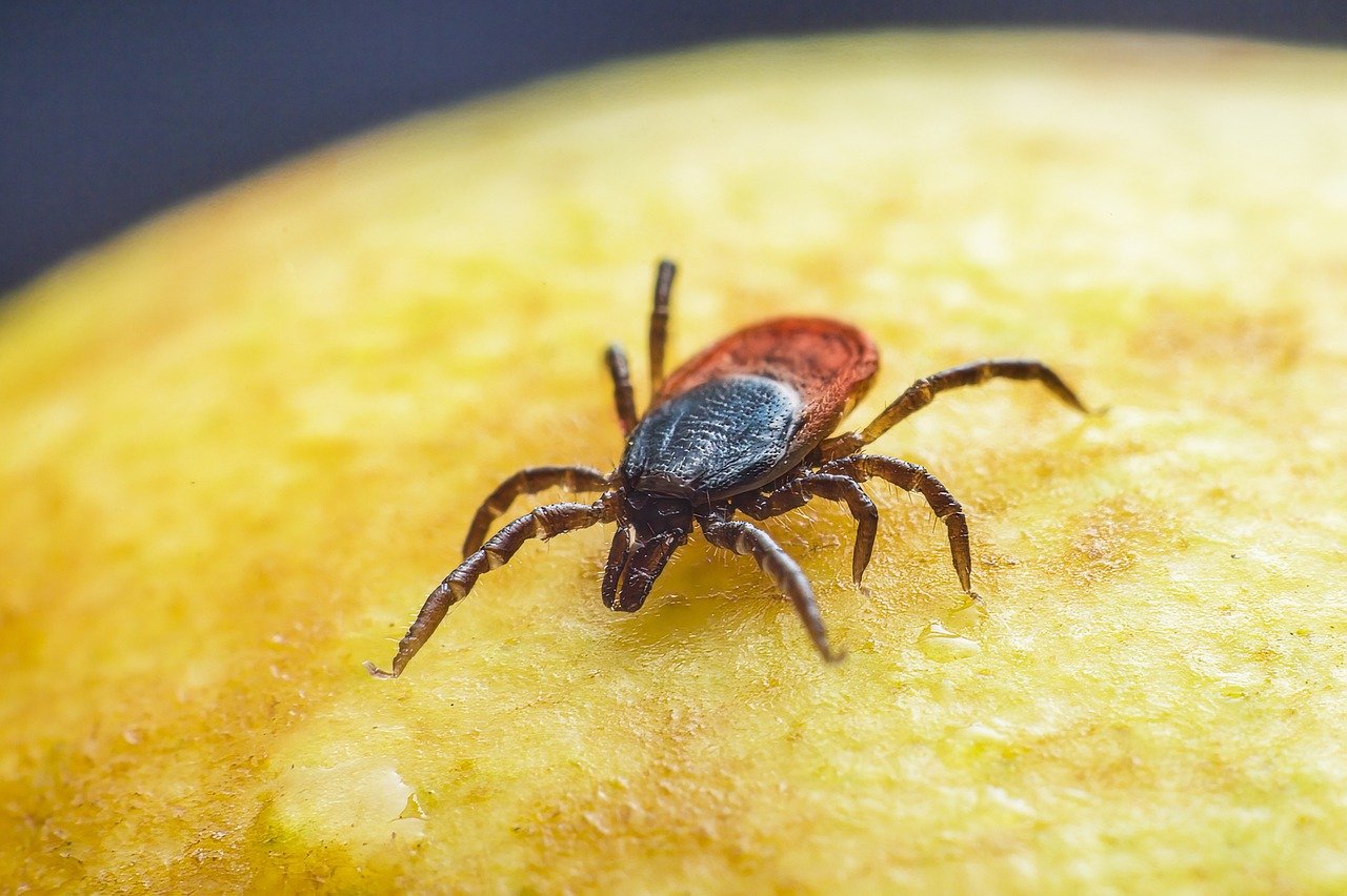 Creepy Crawlers: How to Deal with Ticks?