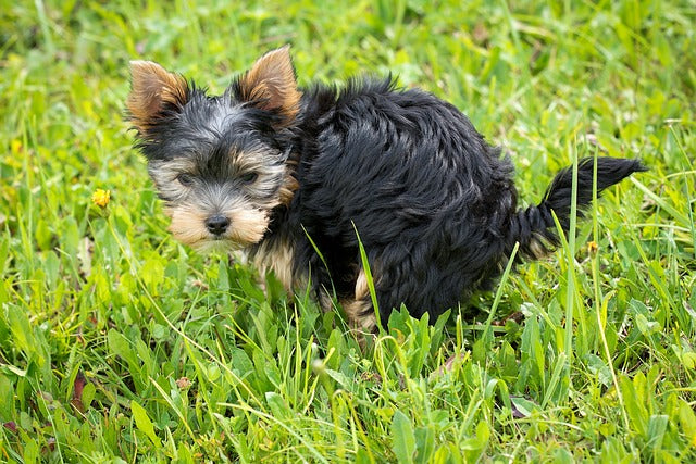 How to Effectively Potty Train A Puppy