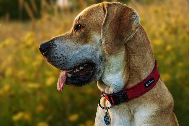 Your Ultimate Guide to Dog Collars