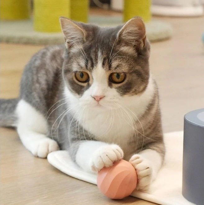 Self Moving Interactive Ball Toy For Cats