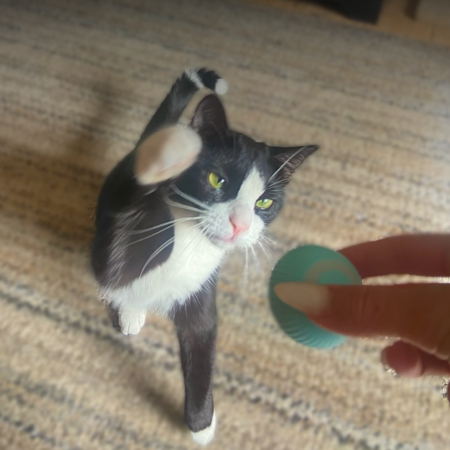 The Original Interactive Rolling Cat Ball Toy