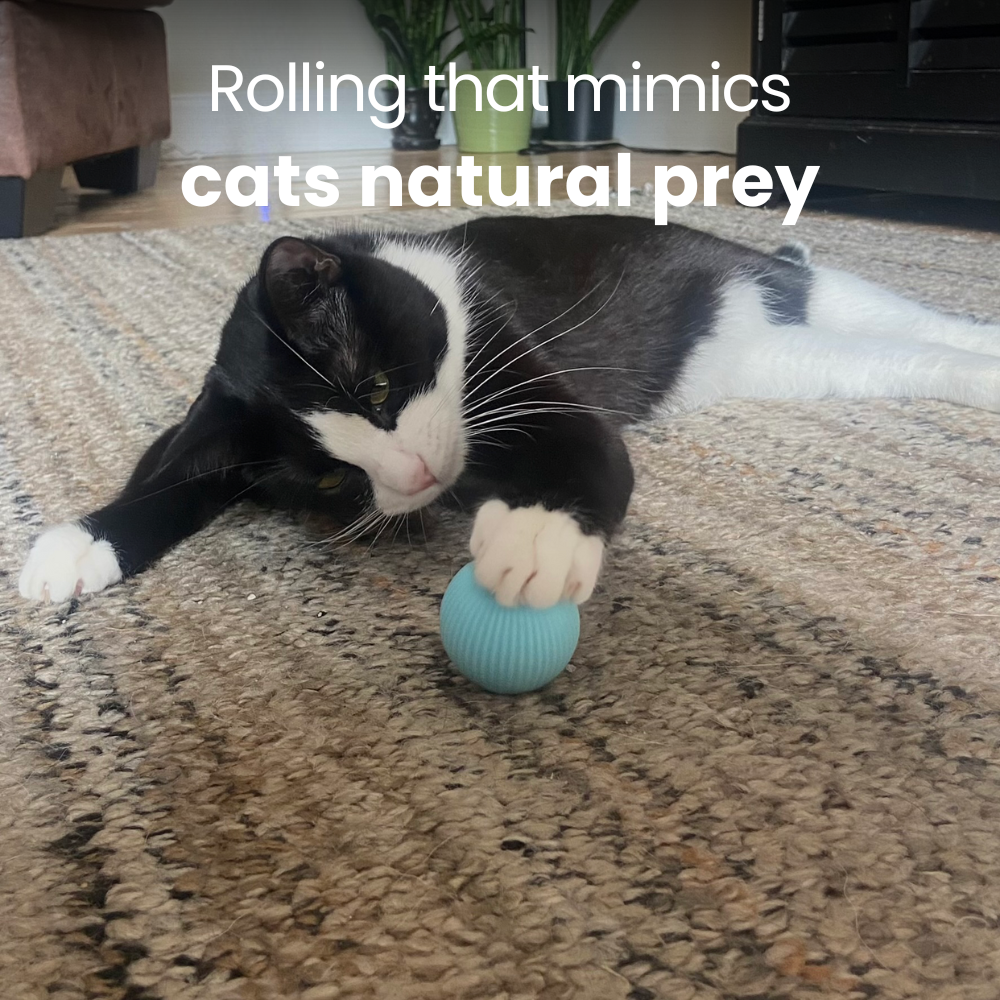 The Original Interactive Rolling Cat Ball Toy